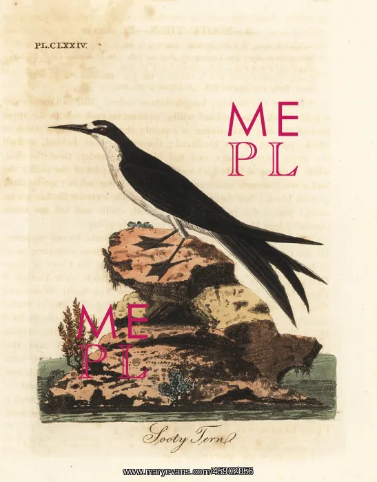 : Sooty tern, Onychoprion fuscatus : Sooty tern, Onychoprion fuscatus