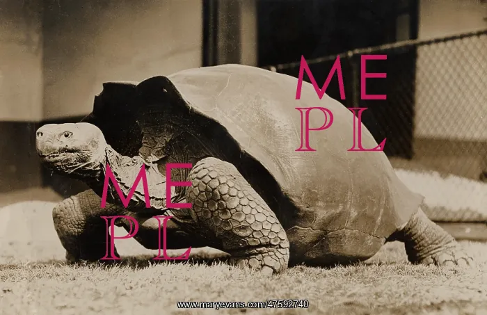 : Sopa, giant tortoise, 1933 : Sopa, giant tortoise, 1933