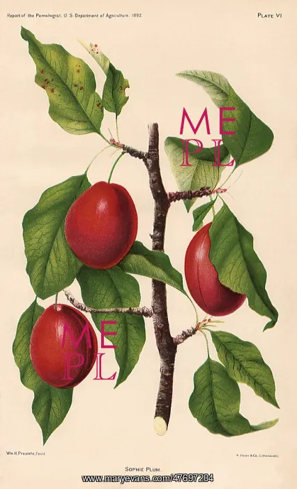  : Sophie Plums