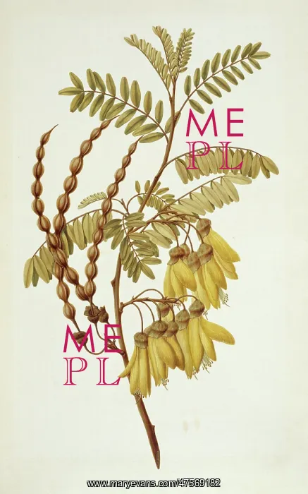 : Sophora tetraptera, yellow kowhai : Sophora tetraptera, yellow kowhai