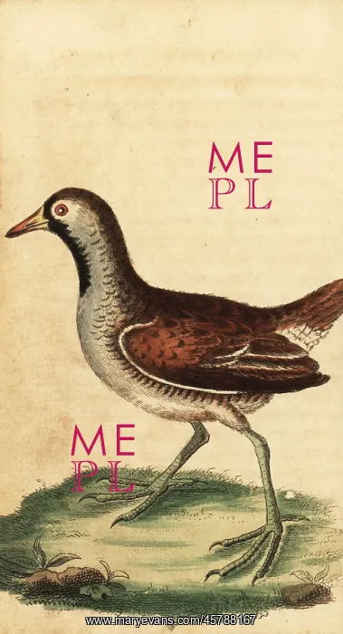 : Sora, Porzana carolina : Sora, Porzana carolina