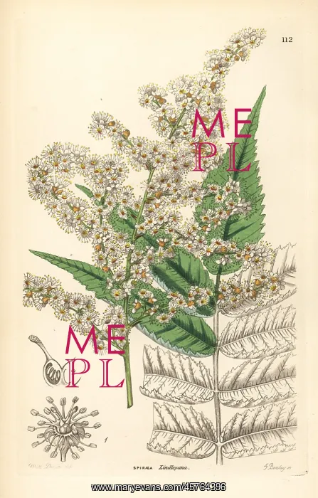  : Sorbaria tomentosa