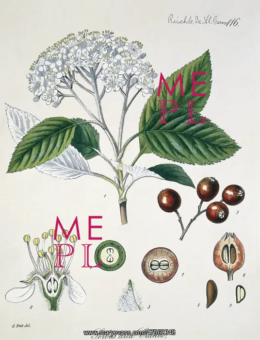 : Sorbus aria Crantz L. 116, whitebeam : Sorbus aria Crantz L. 116, whitebeam