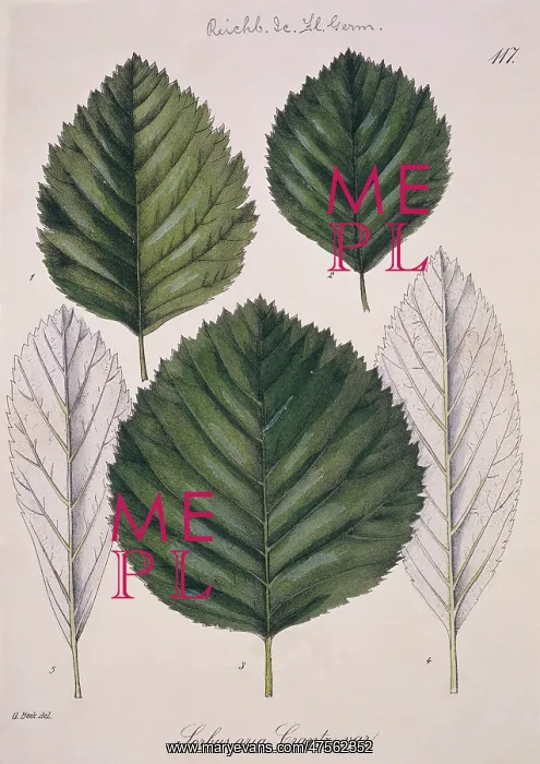 : Sorbus aria Crantz L. 117, whitebeam : Sorbus aria Crantz L. 117, whitebeam