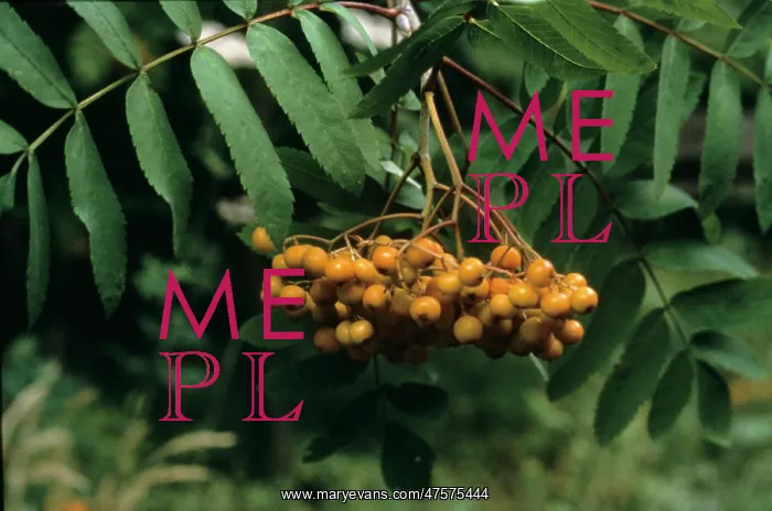 : Sorbus aucuparia, rowan : Sorbus aucuparia, rowan