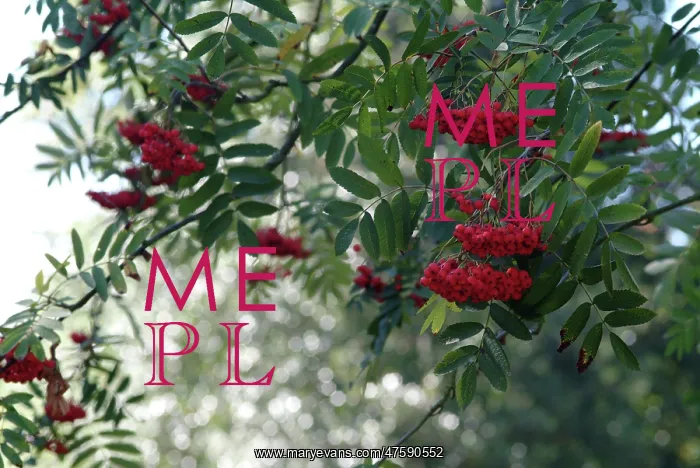  : Sorbus aucuparia, rowan tree