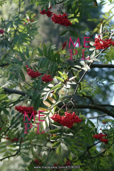  : Sorbus aucuparia, rowan tree