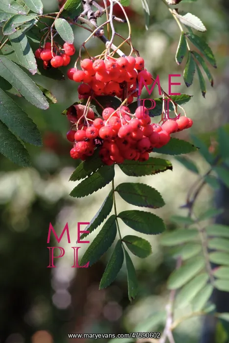  : Sorbus aucuparia, rowan tree
