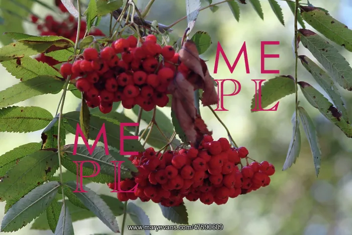  : Sorbus aucuparia, rowan tree