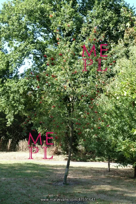 : Sorbus aucuparia, rowan tree