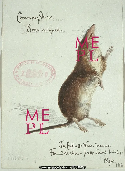 : Sorex araneus, Eurasian shrew : Sorex araneus, Eurasian shrew