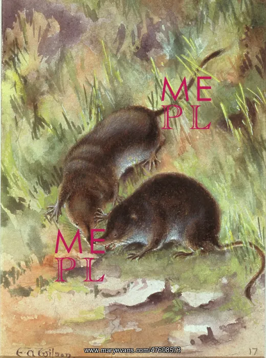 : Sorex araneus, Eurasian shrew : Sorex araneus, Eurasian shrew