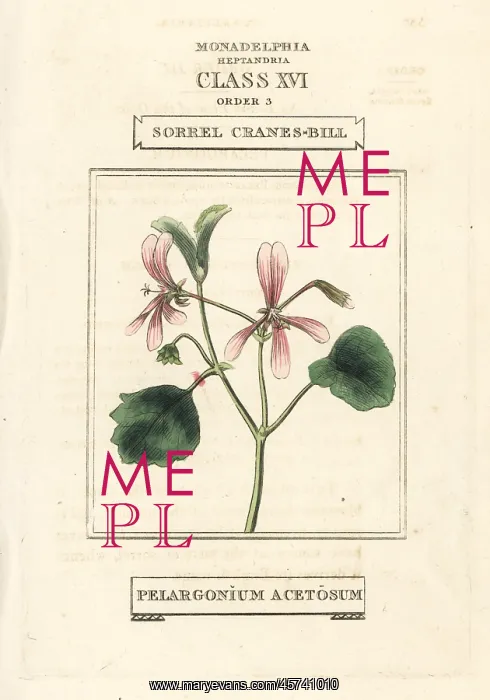 : Sorrel cranes-bill, Pelargonium acetosum : Sorrel cranes-bill, Pelargonium acetosum