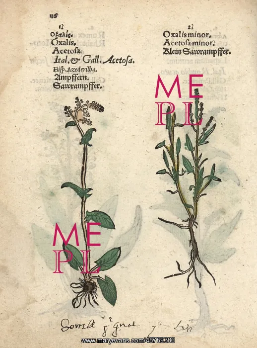 : Sorrel, Rumex acetosa, and sheep's sorrel, Rumex acetosella : Sorrel, Rumex acetosa, and sheep's sorrel, Rumex acetosella