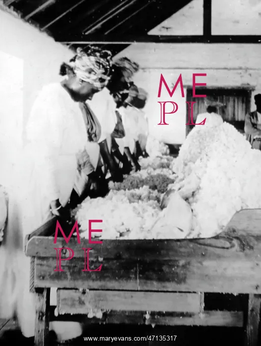  : Sorting and cleaning cotton in St Vincent early 1900s