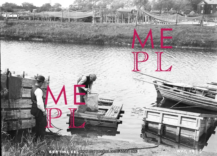 : Sorting Eels in the Tanks, Toome : Sorting Eels in the Tanks, Toome