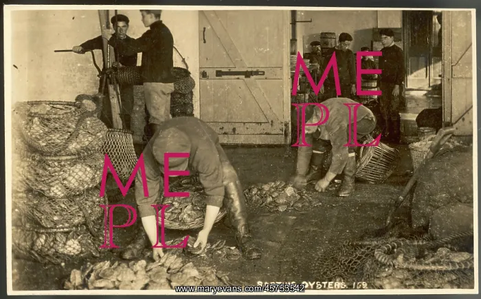  : SORTING OYSTERS