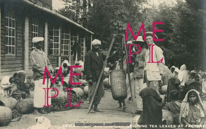 : Sorting and weighing tea leaves - Sri Lanka : Sorting and weighing tea leaves - Sri Lanka