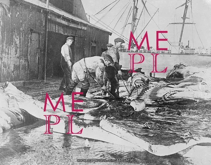  : SORTING WHALE BLUBBER