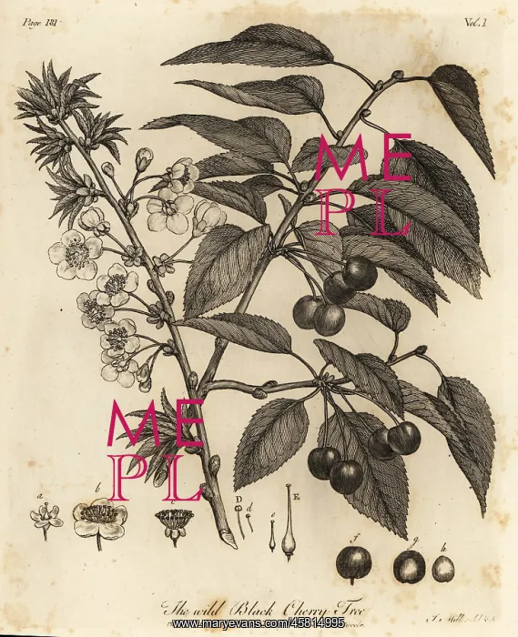 : Sour cherry, tart cherry or dwarf cherry, Prunus cerasus : Sour cherry, tart cherry or dwarf cherry, Prunus cerasus