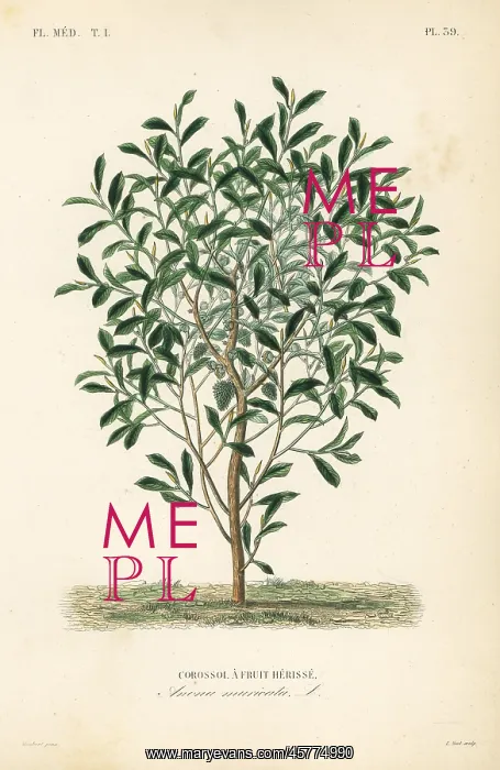 : Soursop, Annona muricata : Soursop, Annona muricata