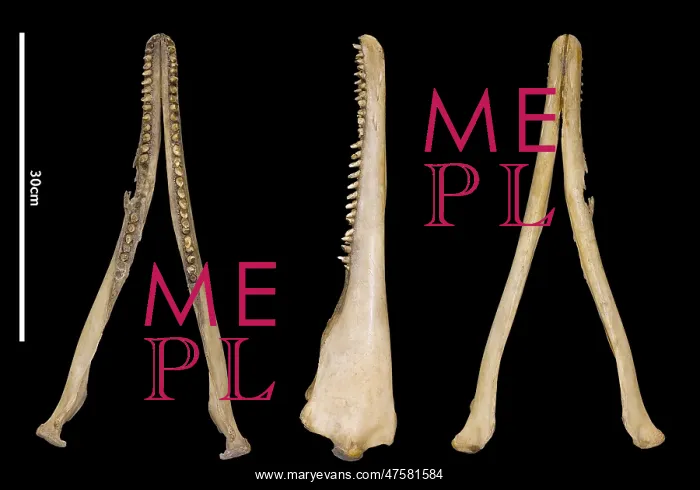 : Sousa teuszii, Atlantic Hump-backed Dolphin : Sousa teuszii, Atlantic Hump-backed Dolphin