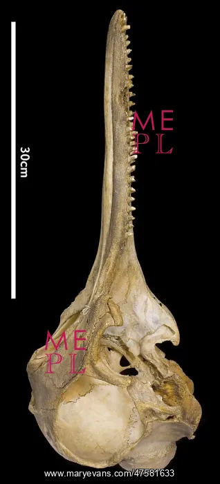 : Sousa teuszii, Atlantic Hump-backed Dolphin : Sousa teuszii, Atlantic Hump-backed Dolphin