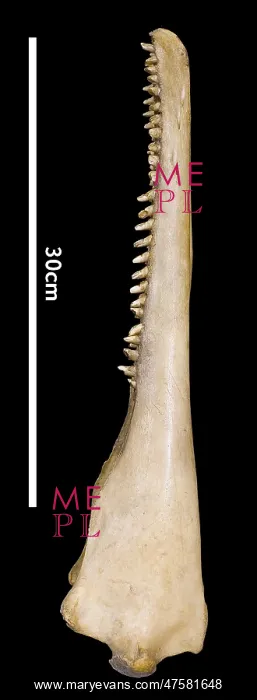 : Sousa teuszii, Atlantic Hump-backed Dolphin : Sousa teuszii, Atlantic Hump-backed Dolphin