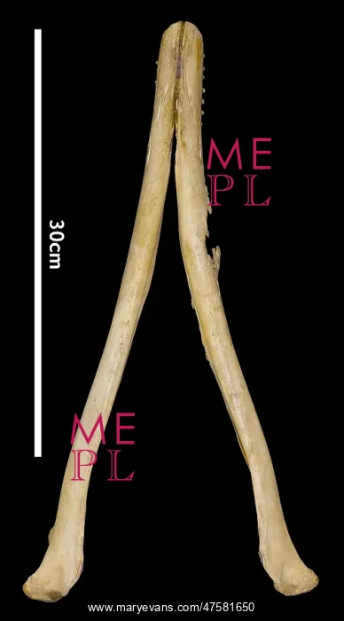 : Sousa teuszii, Atlantic Hump-backed Dolphin : Sousa teuszii, Atlantic Hump-backed Dolphin