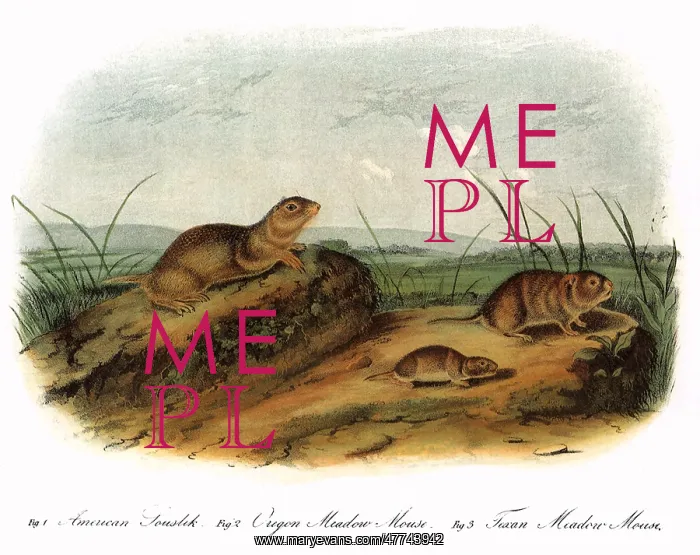 : Souslik and Meadow Mice : Souslik and Meadow Mice