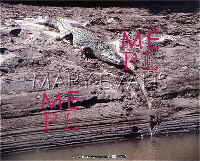  : SOUTH AFRICA - CROCODILE