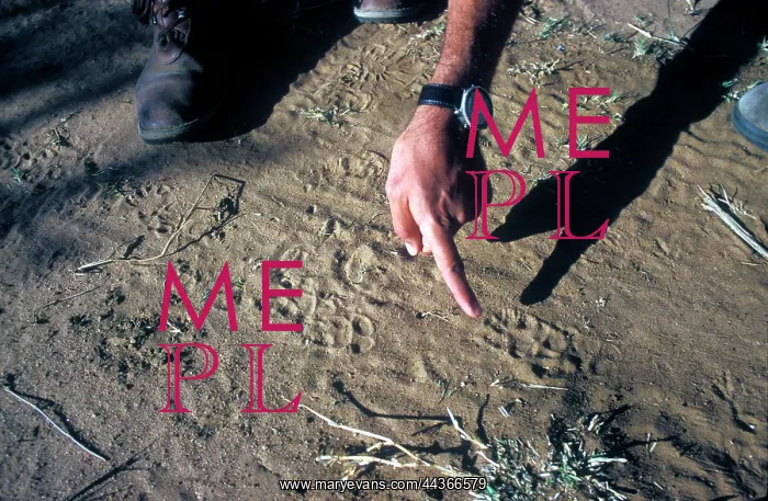  : South Africa, Mpumalanga, 2000: Tracker at work. spoor