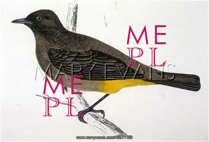 : SOUTH AFRICAN BULBUL : SOUTH AFRICAN BULBUL