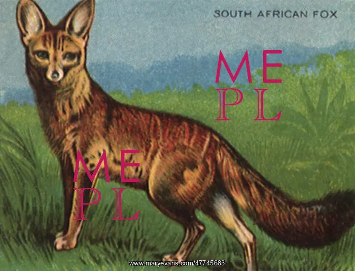  : South African FoX