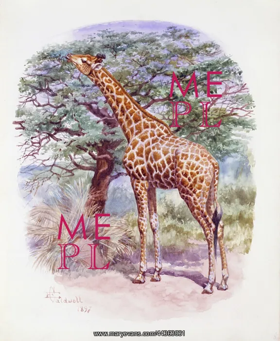 : South African Giraffe, 1897 : South African Giraffe, 1897