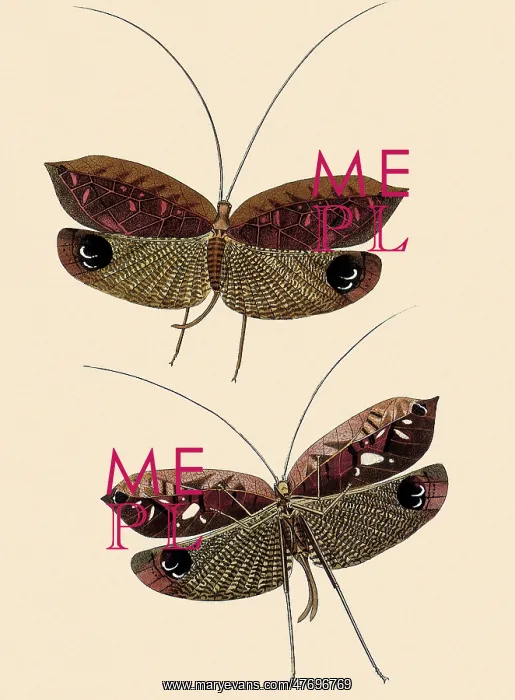 : South American Bush Crickets : South American Bush Crickets