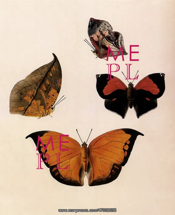 : South American Leaf Butterflies : South American Leaf Butterflies