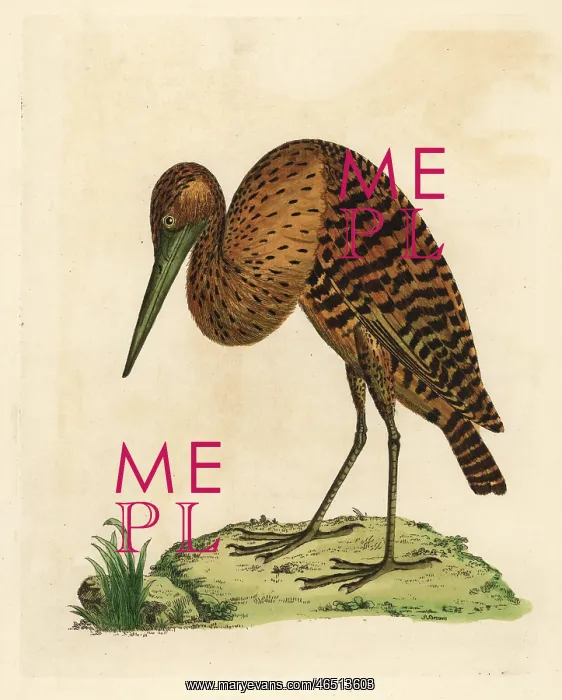 : South American or pinnated bittern, Botaurus pinnatus : South American or pinnated bittern, Botaurus pinnatus