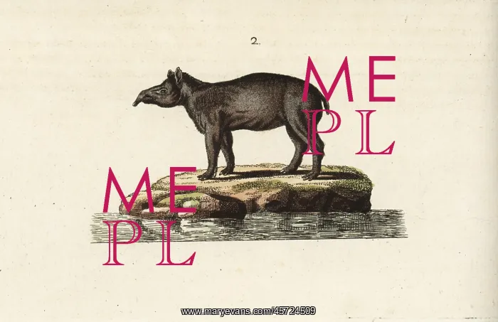 : South American tapir : South American tapir