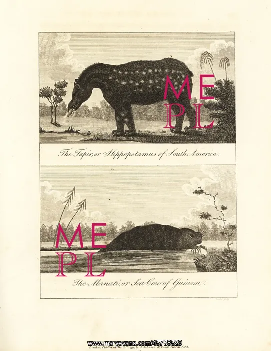 : South American tapir and manati : South American tapir and manati