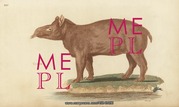 : South American tapir, Tapirus terrestris subsp. terrestris : South American tapir, Tapirus terrestris subsp. terrestris