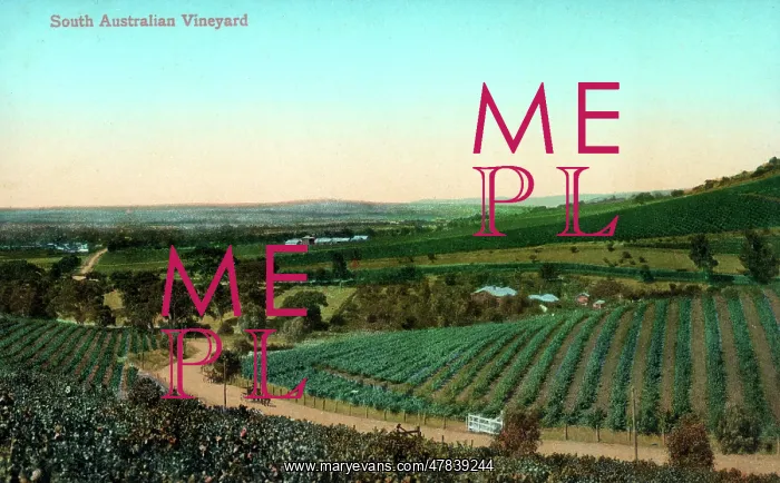 : South Australian Vineyard - Penfolds Vineyard, Magill Estate : South Australian Vineyard - Penfolds Vineyard, Magill Estate