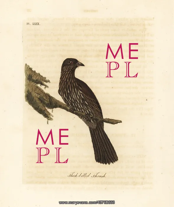 : South Island piopio, Turnagra capensis. Extinct : South Island piopio, Turnagra capensis. Extinct