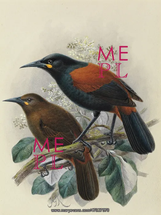 : South Island Saddleback Tieke : South Island Saddleback Tieke