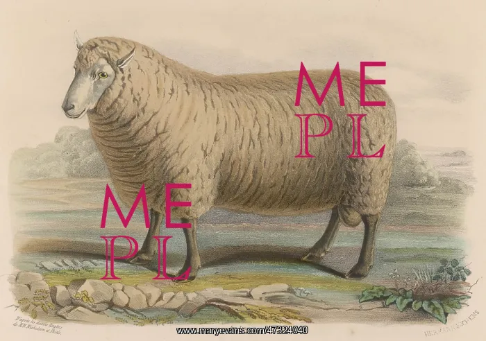 : SOUTHDOWN SHEEP : SOUTHDOWN SHEEP