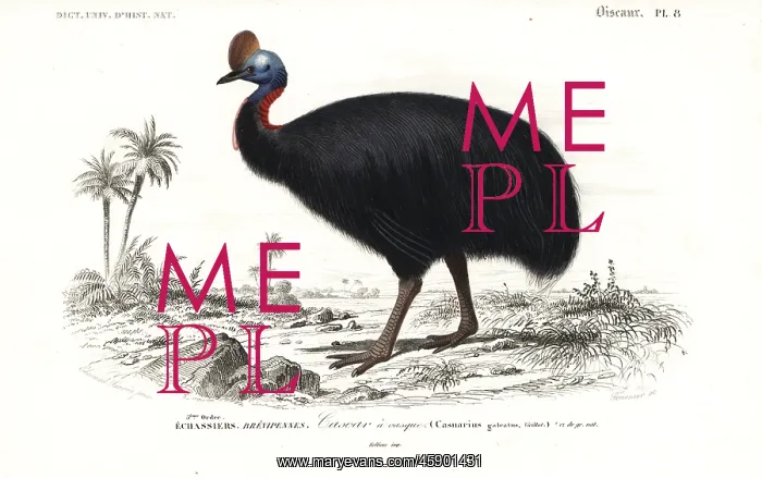 : Southern cassowary, Casuarius casuarius : Southern cassowary, Casuarius casuarius