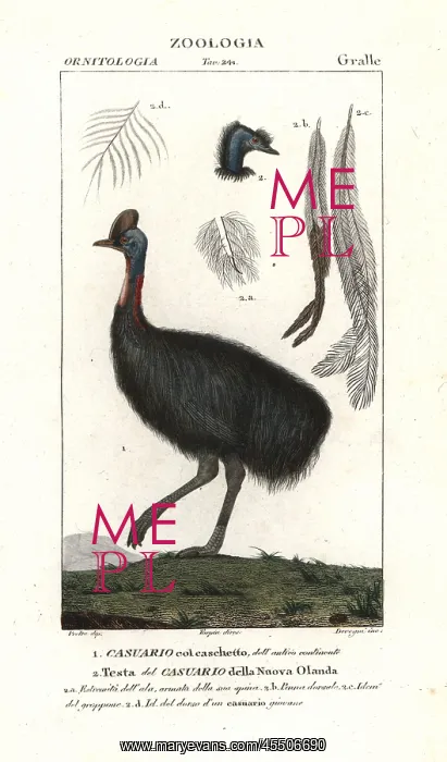 : Southern cassowary, Casuarius casuarius Vulnerable : Southern cassowary, Casuarius casuarius Vulnerable