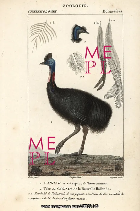 : Southern cassowary, Casuarius casuarius Vulnerable : Southern cassowary, Casuarius casuarius Vulnerable