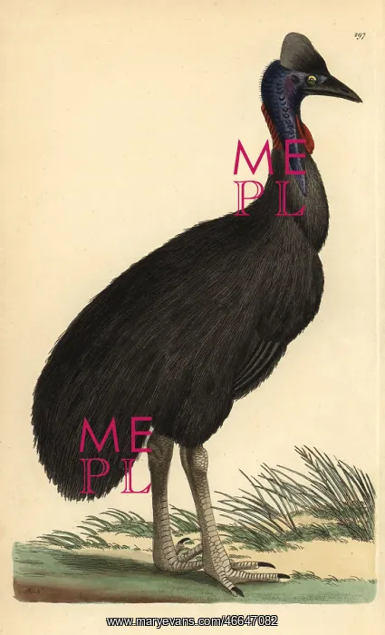 : Southern cassowary, Casuarius casuarius Vulnerable : Southern cassowary, Casuarius casuarius Vulnerable