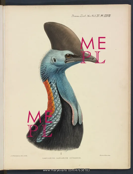 : Southern cassowary by JG Keulemans : Southern cassowary by JG Keulemans